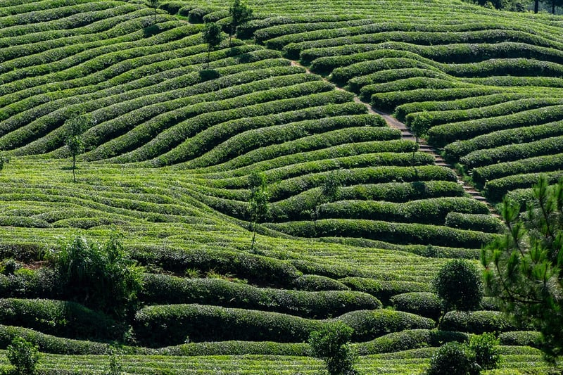 Exotic Teas